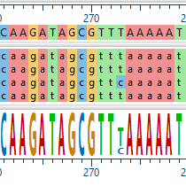 Mauve-Genome-Alignment-Step-3 Mauve Genome Alignment Step 3